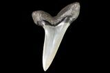 Fossil Shortfin Mako Shark Tooth - Georgia #75281-1